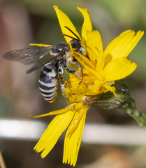 Triepeolus brittaini