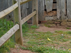 Melopsittacus undulatus domesticus