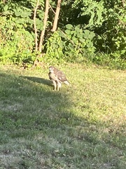 Buteo jamaicensis