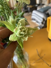 Castilleja septentrionalis
