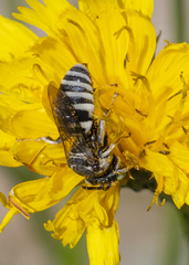 Triepeolus brittaini