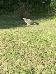 Buteo jamaicensis