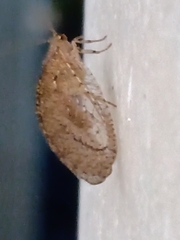 Nusalala tessellata