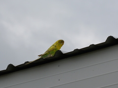 Melopsittacus undulatus domesticus