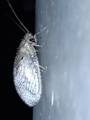 Nusalala tessellata