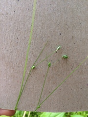 Carex trisperma