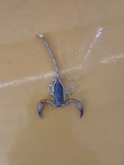 Smeringurus vachoni