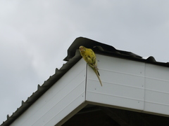 Melopsittacus undulatus domesticus