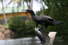 Phalacrocorax fuscicollis