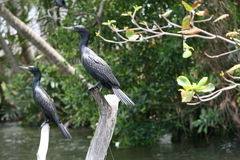 Phalacrocorax fuscicollis