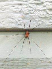 Leiobunum calcar