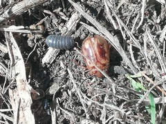 Cyclocephala lunulata