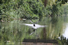 Phalacrocorax fuscicollis