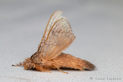 Labedera angustipennis