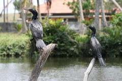 Phalacrocorax fuscicollis
