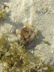 Dardanus deformis
