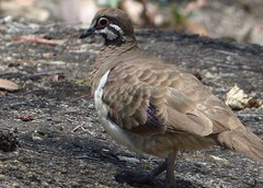 Geophaps scripta