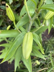 Lilium lancifolium