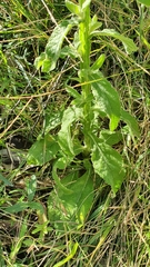 Pterocaulon redolens