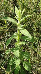 Pterocaulon redolens