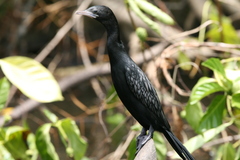 Microcarbo niger