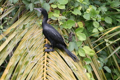 Microcarbo niger