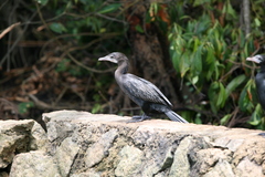 Microcarbo niger