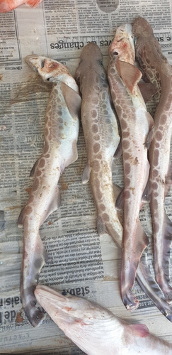 Blackmouth catshark (Galeus melastomus) — Scyliorhinidae — 4