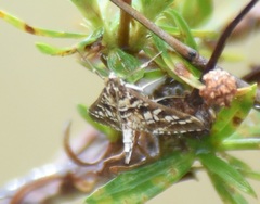 Epipagis forsythae