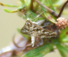 Epipagis forsythae