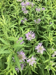 Monarda fistulosa