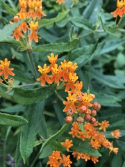 Asclepias tuberosa