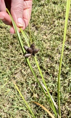 Bolboschoenus robustus image