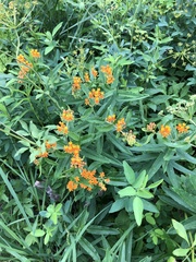 Asclepias tuberosa