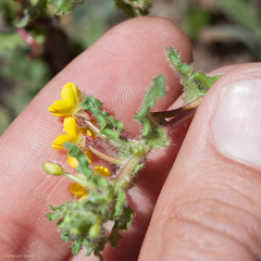 Camissoniopsis intermedia