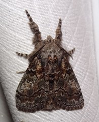 Dasychira dorsipennata