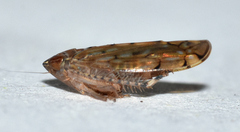 Osbornellus rotundus