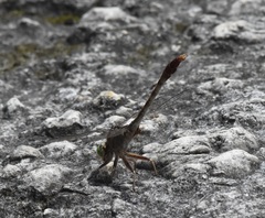 Arigomphus pallidus