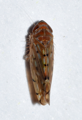 Osbornellus rotundus