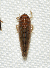 Osbornellus rotundus