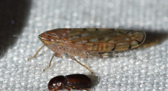 Osbornellus rotundus