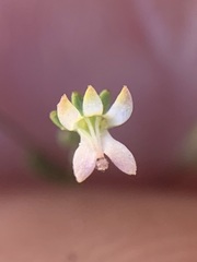 Nemacladus capillaris