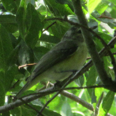 Vireo gilvus