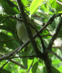 Vireo gilvus