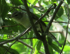Vireo gilvus
