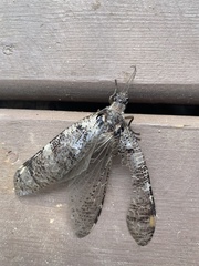 Dysmicohermes disjunctus