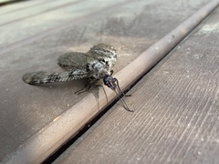 Dysmicohermes disjunctus