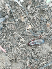 Stenomorphus