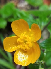 Ranunculus lanuginosus