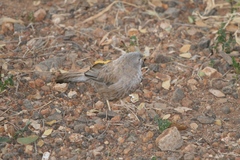 Argya affinis taprobanus
